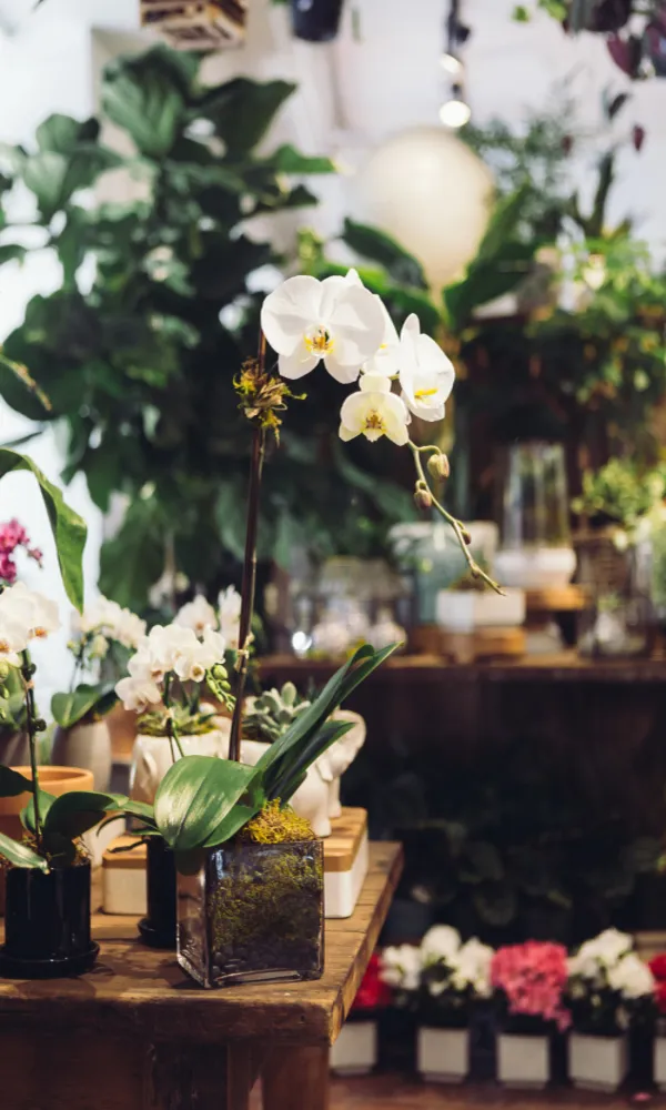 Orchideenhaus mit blühenden Orchideenarten