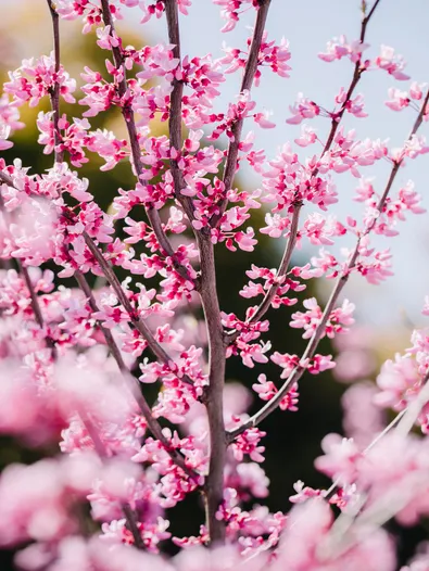 Japanischer Garten mit Kirschbäumen und Steingarten